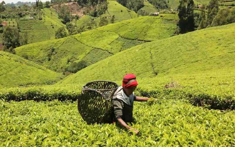 Tea farmer among the green hills of Muranga County